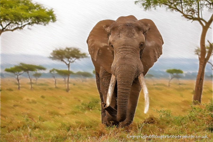 African Wildlife Art by UK Artist Christopher Beever 56