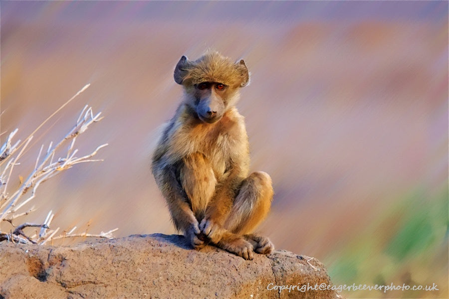 African Wildlife Art by UK Artist Christopher Beever 58