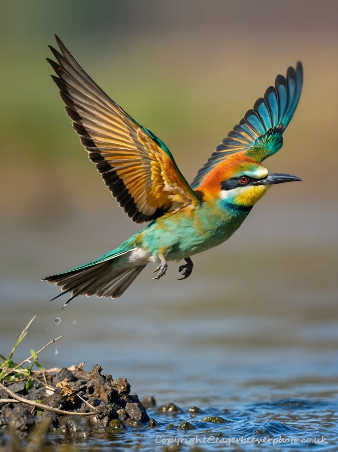 African Wildlife Art by UK Artist Christopher Beever 71