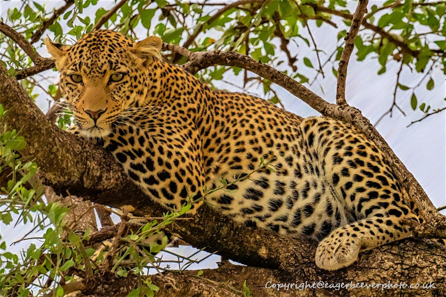 African Wildlife Art by UK Artist Christopher Beever 16