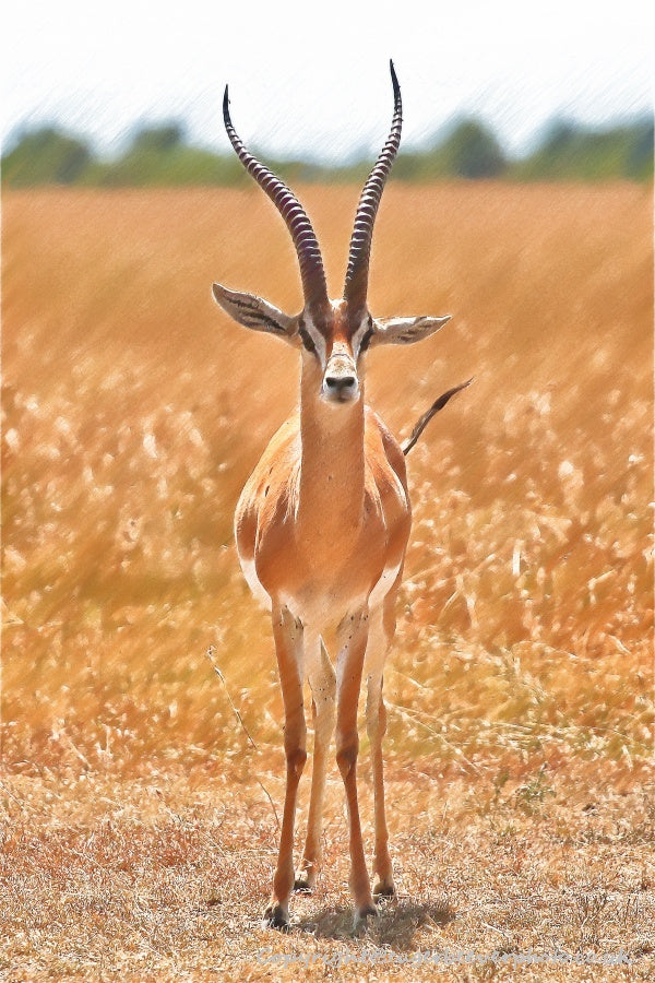 African Wildlife Art by UK Artist Christopher Beever 18