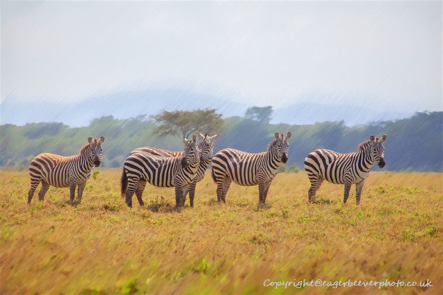 African Wildlife Art by UK Artist Christopher Beever 24