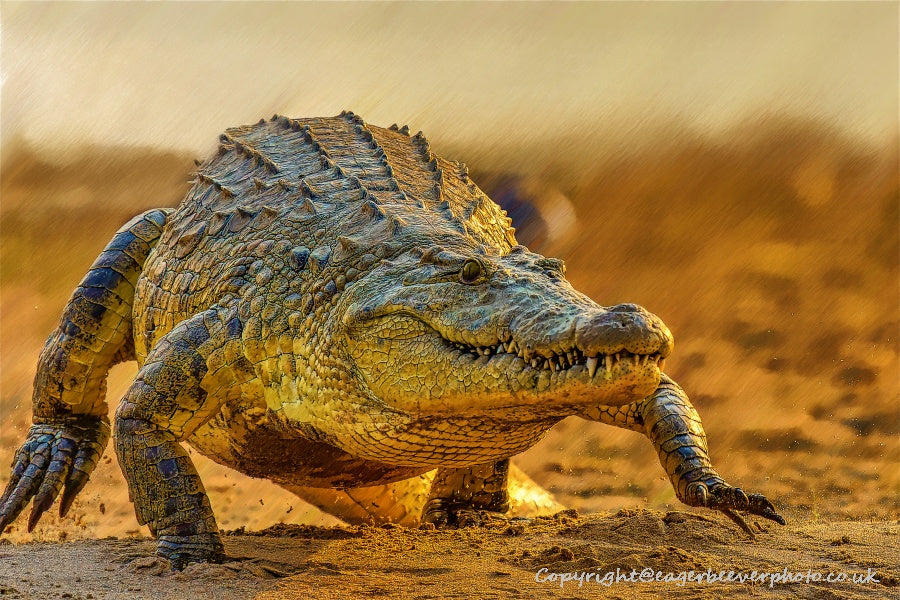 African Wildlife Art by UK Artist Christopher Beever 28