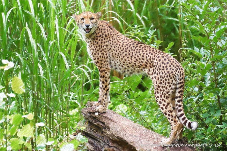 African Wildlife Art by UK Artist Christopher Beever 37