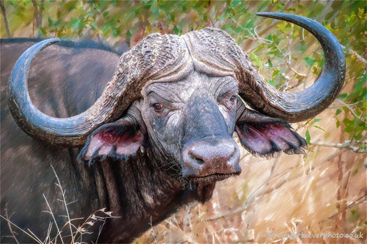 African Wildlife Art Water Buffalo by Wigan UK Artist and Photographer Christopher Beever Available as a S to XXL wildlife Canvas Print, Wildlife Framed Print, Wildlife print Cushion, Wildlife print Poster, Wildlife print sofa throw, wildlife print blanket, wildlife print poster, wildlife print bedding, wildlife wall mural & more.