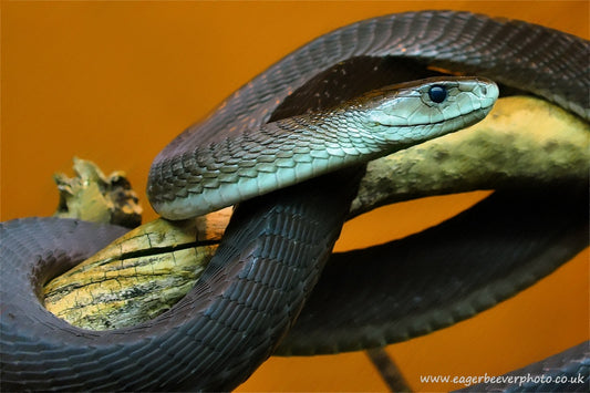 African Wildlife Art Black Mamba Snake by Wigan UK Artist and Photographer Christopher Beever Available as a S to XXL wildlife Canvas Print, Wildlife Framed Print, Wildlife print Cushion, Wildlife print Poster, Wildlife print sofa throw, wildlife print blanket, wildlife print poster, wildlife print bedding, wildlife wall mural & more.