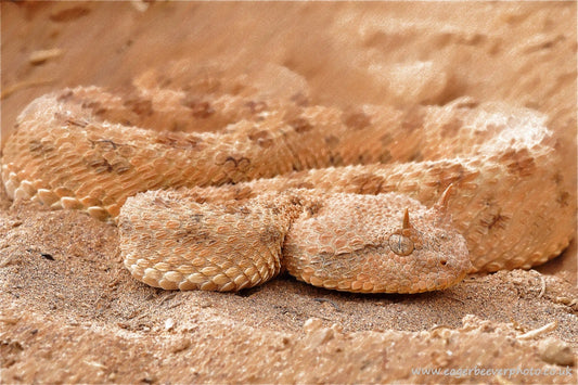 African Wildlife Art horned adder by Wigan UK Artist and Photographer Christopher Beever Available as a S to XXL wildlife Canvas Print, Wildlife Framed Print, Wildlife print Cushion, Wildlife print Poster, Wildlife print sofa throw, wildlife print blanket, wildlife print poster, wildlife print bedding, wildlife wall mural & more.