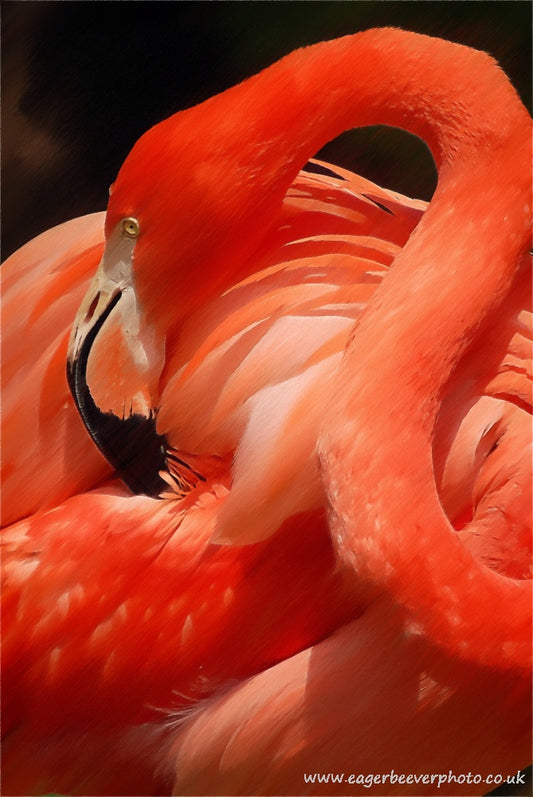 African Wildlife Art Flamingo by Wigan UK Artist and Photographer Christopher Beever Available as a S to XXL wildlife Canvas Print, Wildlife Framed Print, Wildlife print Cushion, Wildlife print Poster, Wildlife print sofa throw, wildlife print blanket, wildlife print poster, wildlife print bedding, wildlife wall mural & more.