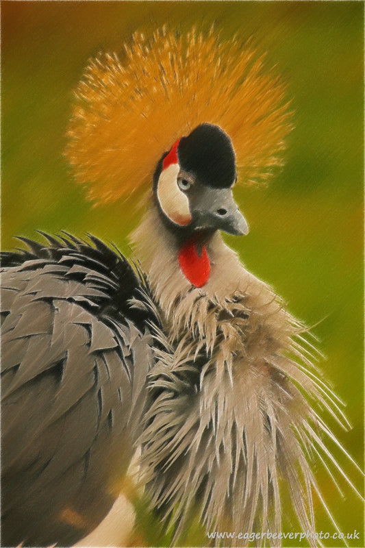 Crowned Crane African Wildlife Art by Wigan UK Artist and Photographer Christopher Beever Available as a S to XXL wildlife Canvas Print, Wildlife Framed Print, Wildlife print Cushion, Wildlife print Poster, Wildlife print sofa throw, wildlife print blanket, wildlife print poster, wildlife print bedding, wildlife wall mural & more.