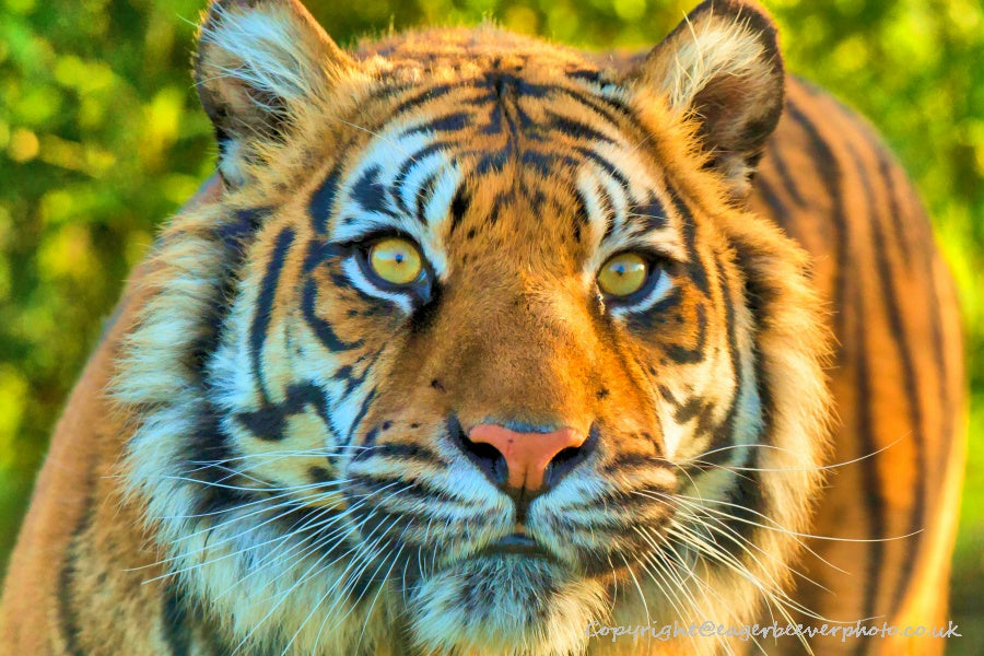 Big Cat Wildlife Art by UK Artist christopher Beever 10