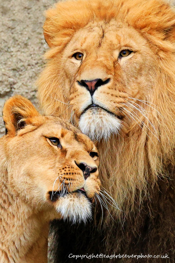 Big Cat Wildlife Art by UK Artist christopher Beever 12