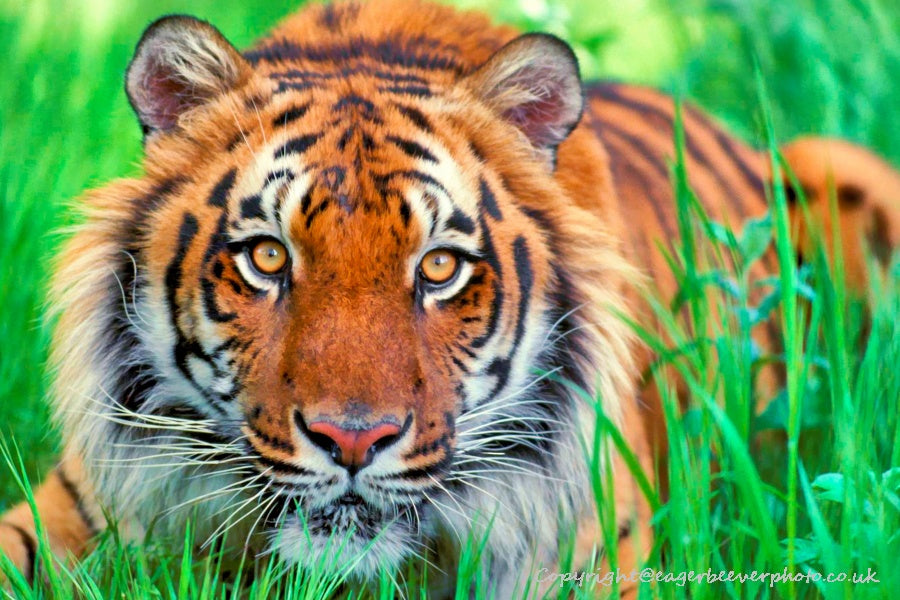 Big Cat Wildlife Art by UK Artist christopher Beever 19