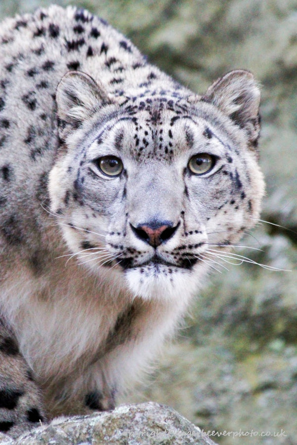 Big Cat Wildlife Art by UK Artist christopher Beever 21