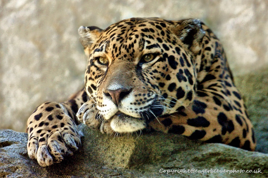 Big Cat Wildlife Art by UK Artist christopher Beever 23