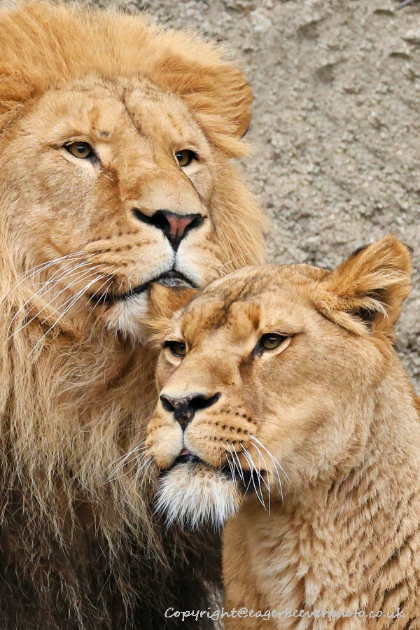 Big Cat Wildlife Art by UK Artist christopher Beever 25