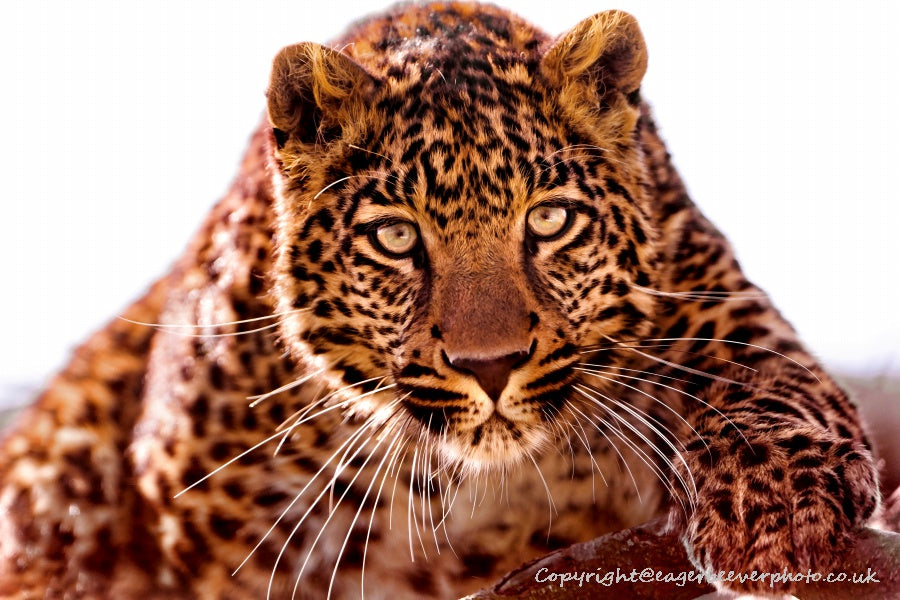 Big Cat Wildlife Art by UK Artist christopher Beever 26