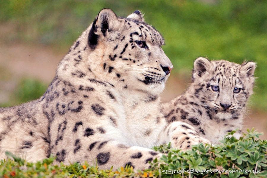 Big Cat Wildlife Art by UK Artist christopher Beever 28