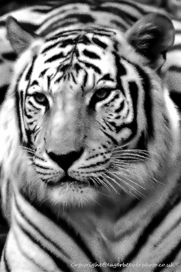 Big Cat Wildlife Art by UK Artist christopher Beever 32