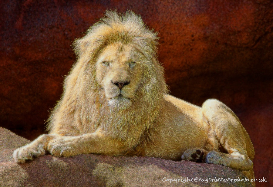 Big Cat Wildlife Art by UK Artist christopher Beever 35