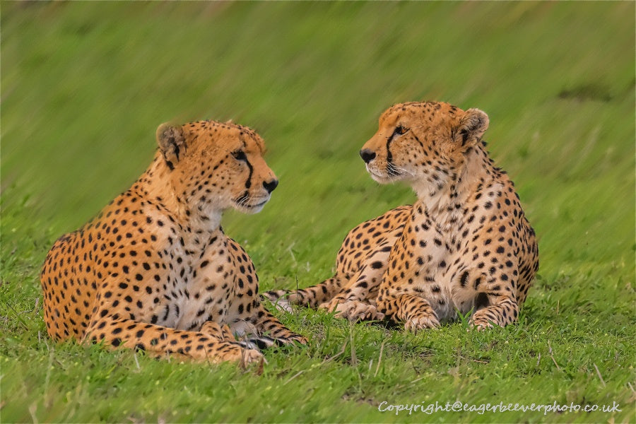 Big Cat Wildlife Art by UK Artist christopher Beever 46