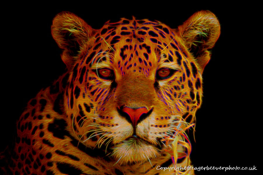 Big Cat Wildlife Art by UK Artist christopher Beever 48