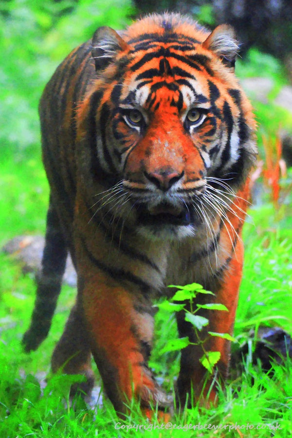Big Cat Wildlife Art by UK Artist christopher Beever 59