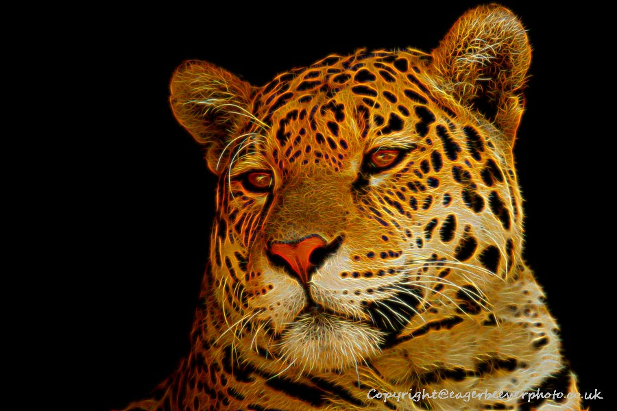 Big Cat Wildlife Art by UK Artist christopher Beever 6