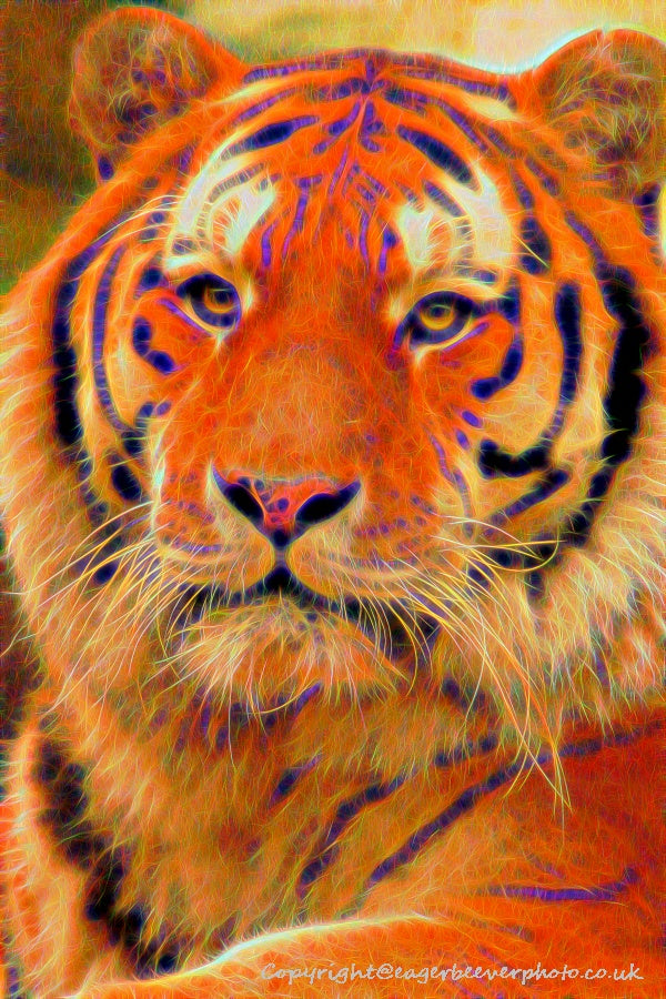 Big Cat Wildlife Art by UK Artist christopher Beever 61