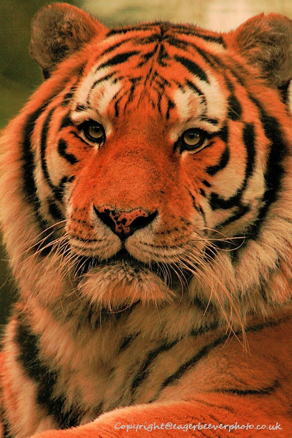 Big Cat Wildlife Art by UK Artist christopher Beever 67