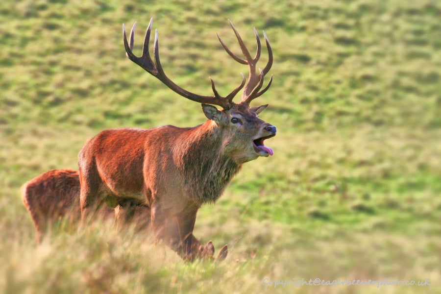 UK British Wildlife Art & Photography by Christopher Beever 11