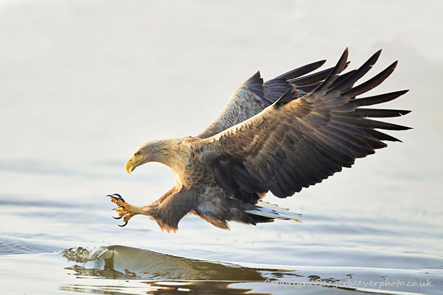 UK British Wildlife Art & Photography by Christopher Beever 17