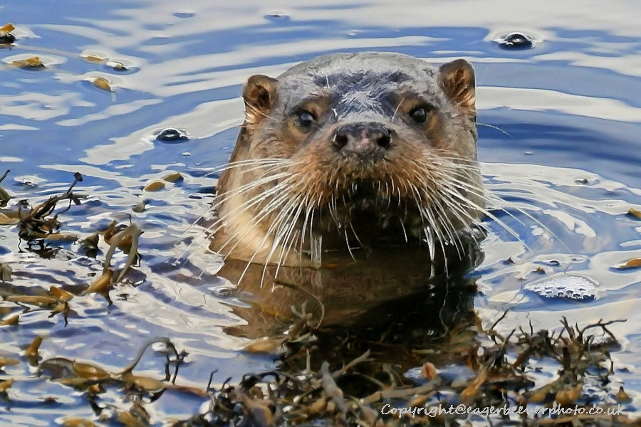 UK British Wildlife Art & Photography by Christopher Beever 33