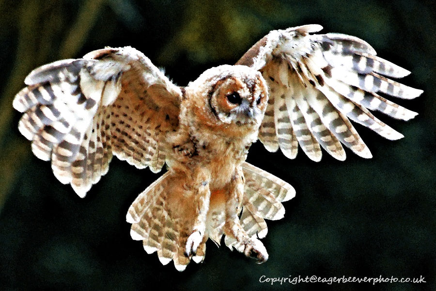 UK British Wildlife Art & Photography by Christopher Beever 35