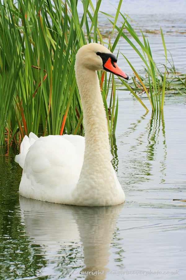 UK British Wildlife Art & Photography by Christopher Beever 37