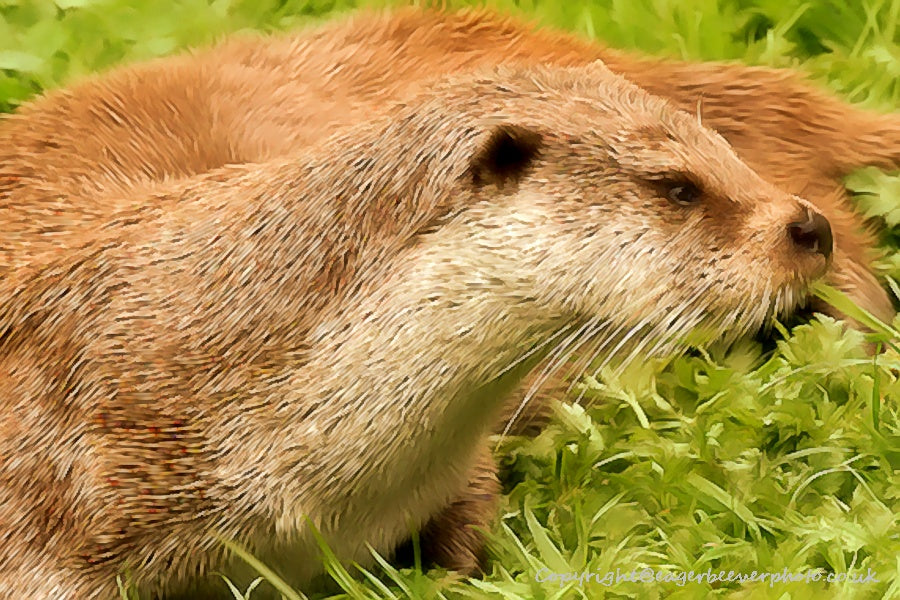 UK British Wildlife Art & Photography by Christopher Beever 39