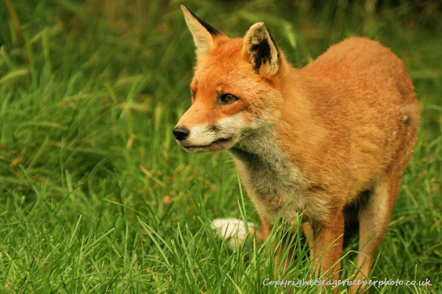 UK British Wildlife Art & Photography by Christopher Beever 41