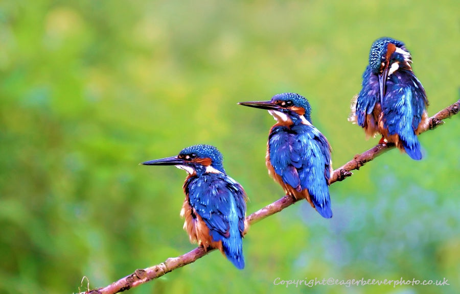 UK British Wildlife Art & Photography by Christopher Beever 42