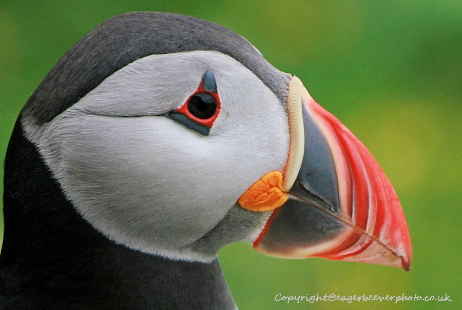 UK British Wildlife Art & Photography by Christopher Beever 44