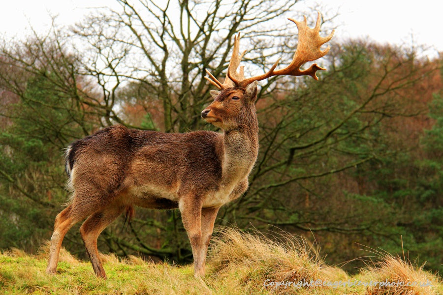 UK British Wildlife Art & Photography by Christopher Beever 45