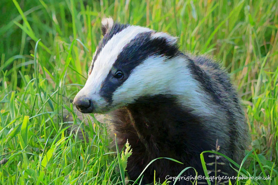 UK British Wildlife Art & Photography by Christopher Beever 46