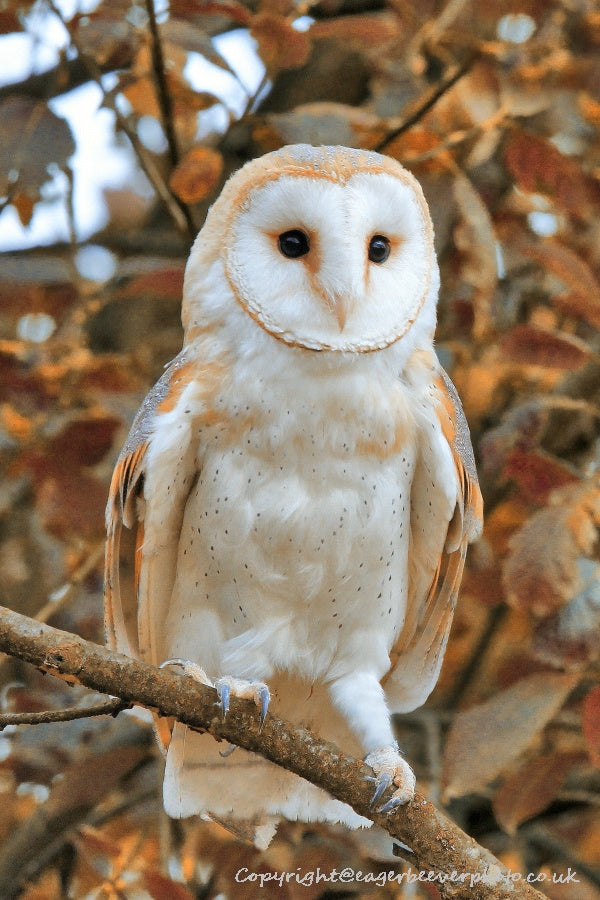 UK British Wildlife Art & Photography by Christopher Beever 47