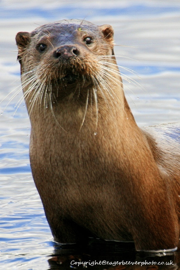 UK British Wildlife Art & Photography by Christopher Beever 49