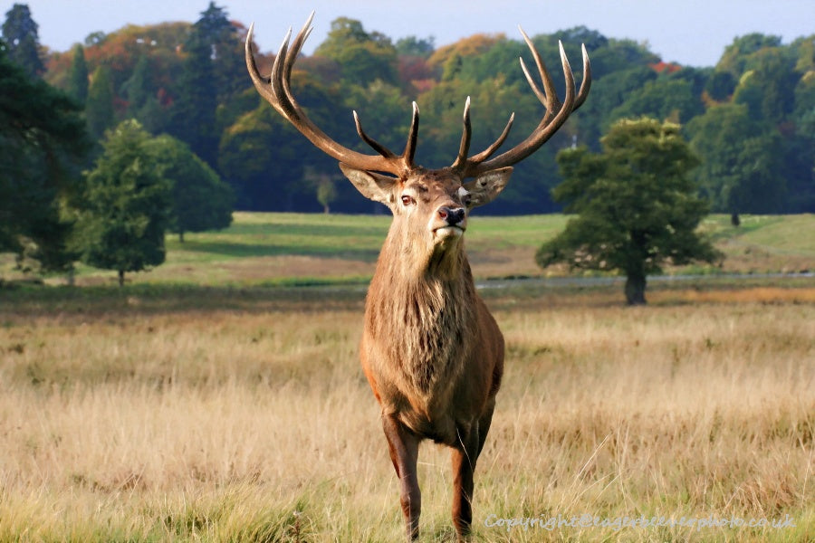 UK British Wildlife Art & Photography by Christopher Beever 50