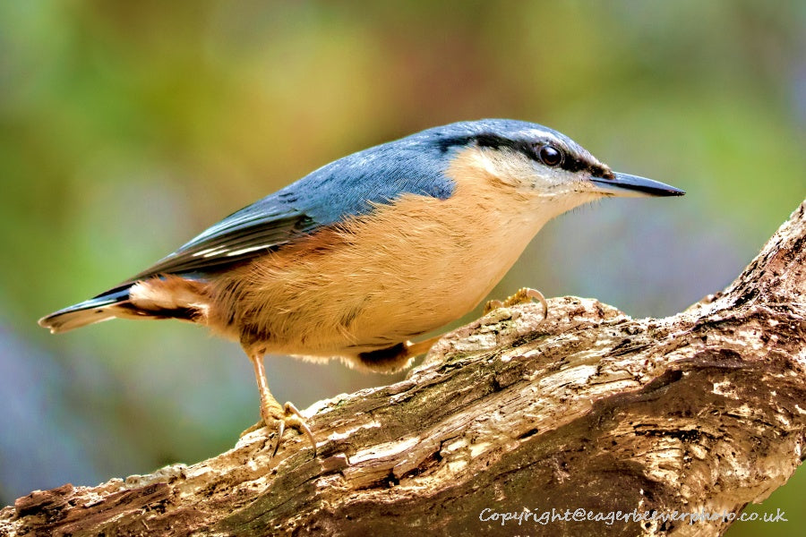 UK British Wildlife Art & Photography by Christopher Beever 51
