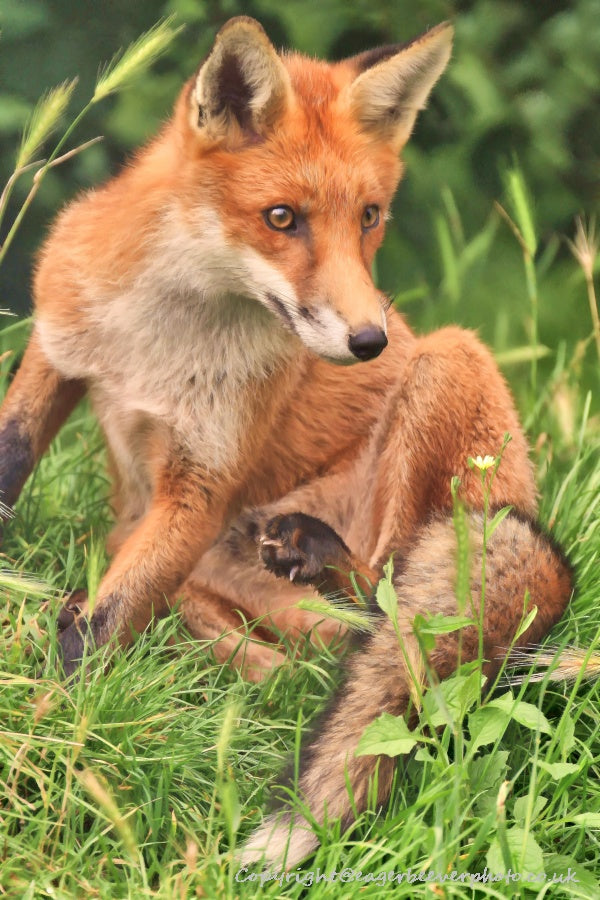 UK British Wildlife Art & Photography by Christopher Beever 53