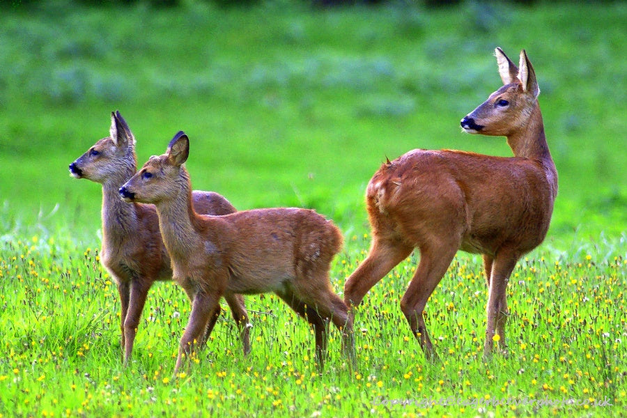 UK British Wildlife Art & Photography by Christopher Beever 55