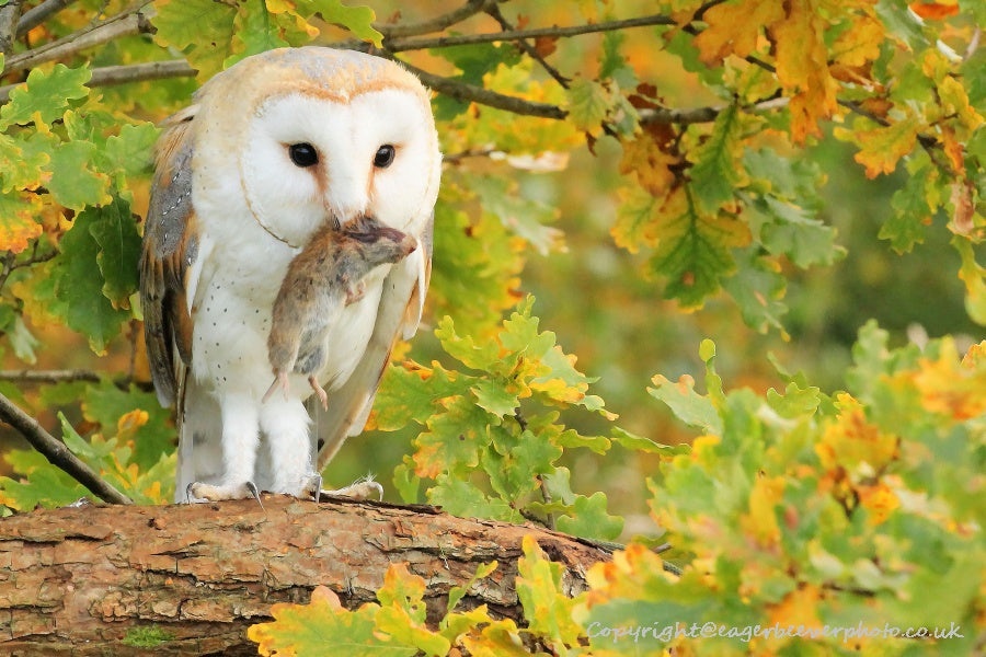 UK British Wildlife Art & Photography by Christopher Beever 57