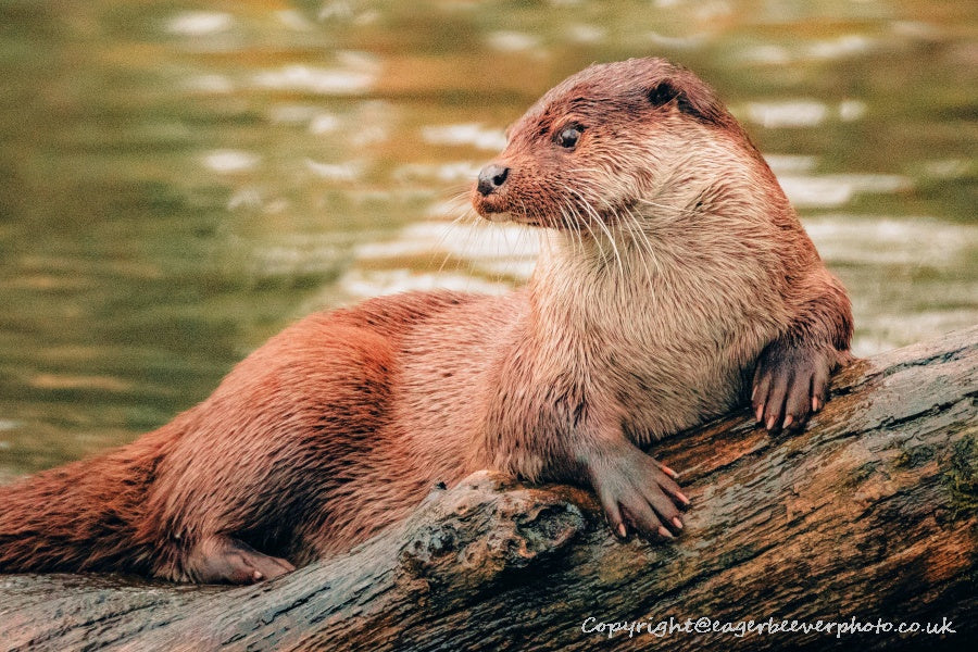 UK British Wildlife Art & Photography by Christopher Beever 60