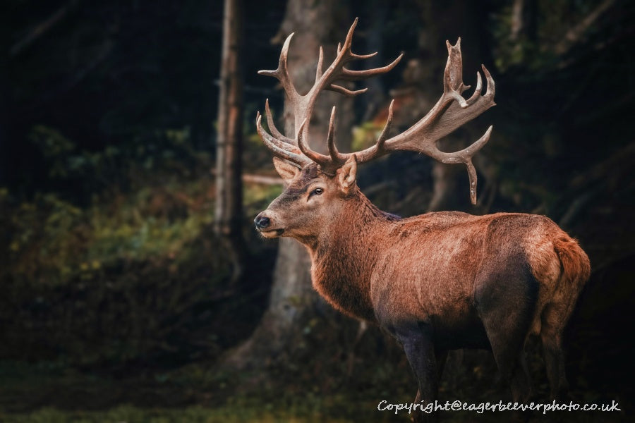 UK British Wildlife Art & Photography by Christopher Beever 64