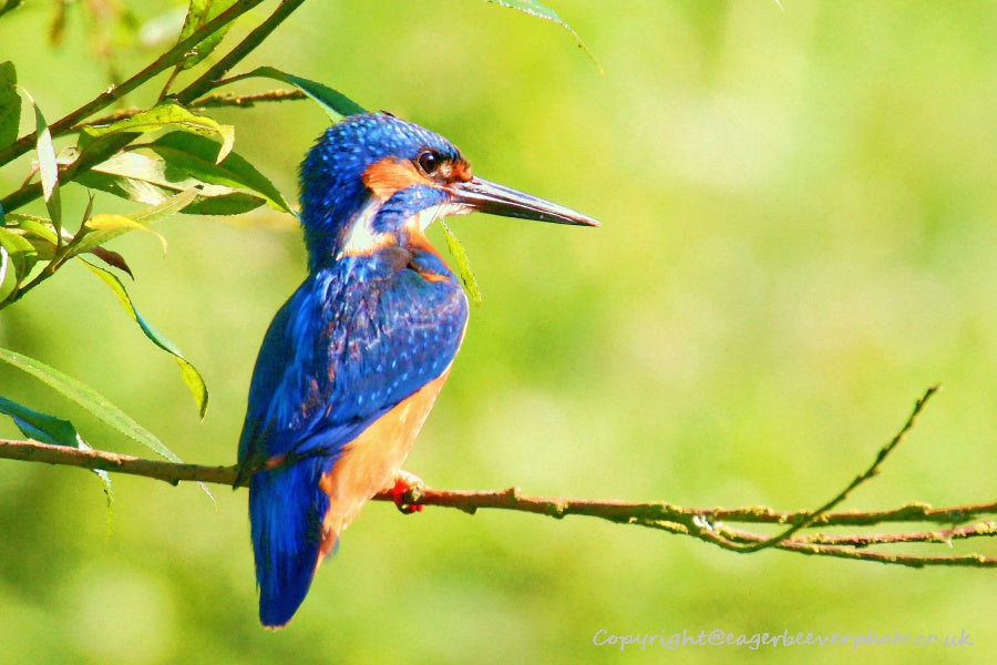 UK British Wildlife Art & Photography by Christopher Beever 65